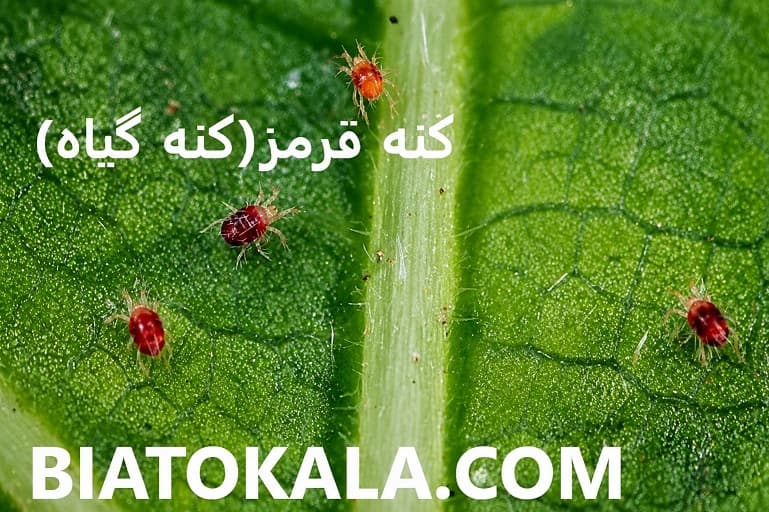 سم کنه قرمز